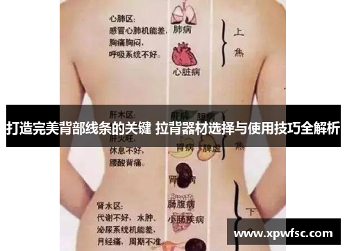 打造完美背部线条的关键 拉背器材选择与使用技巧全解析